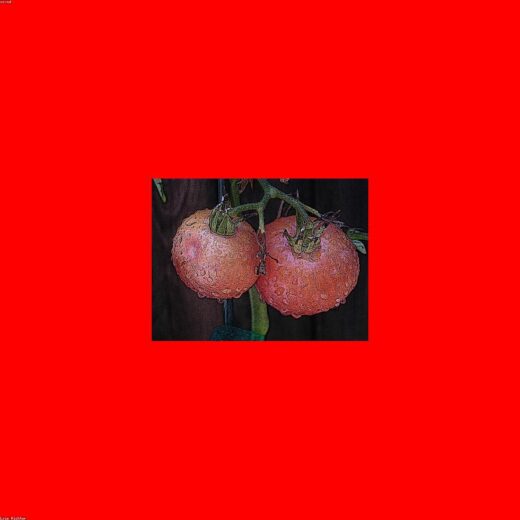Naranja de zumo 2 kg